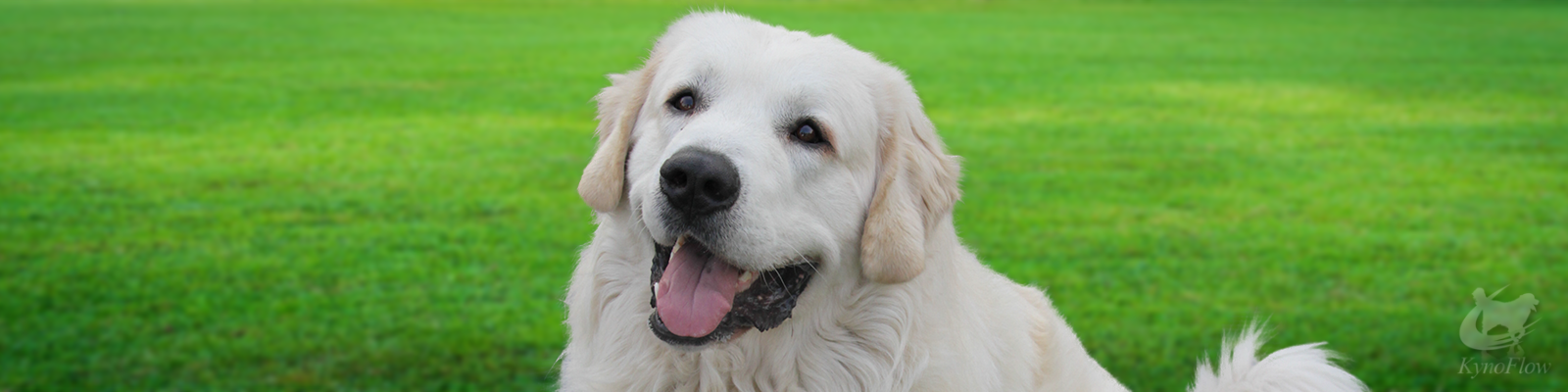 Blije hond op het gras tijdens een pijnvrij moment na behandeling bij KynoFlow