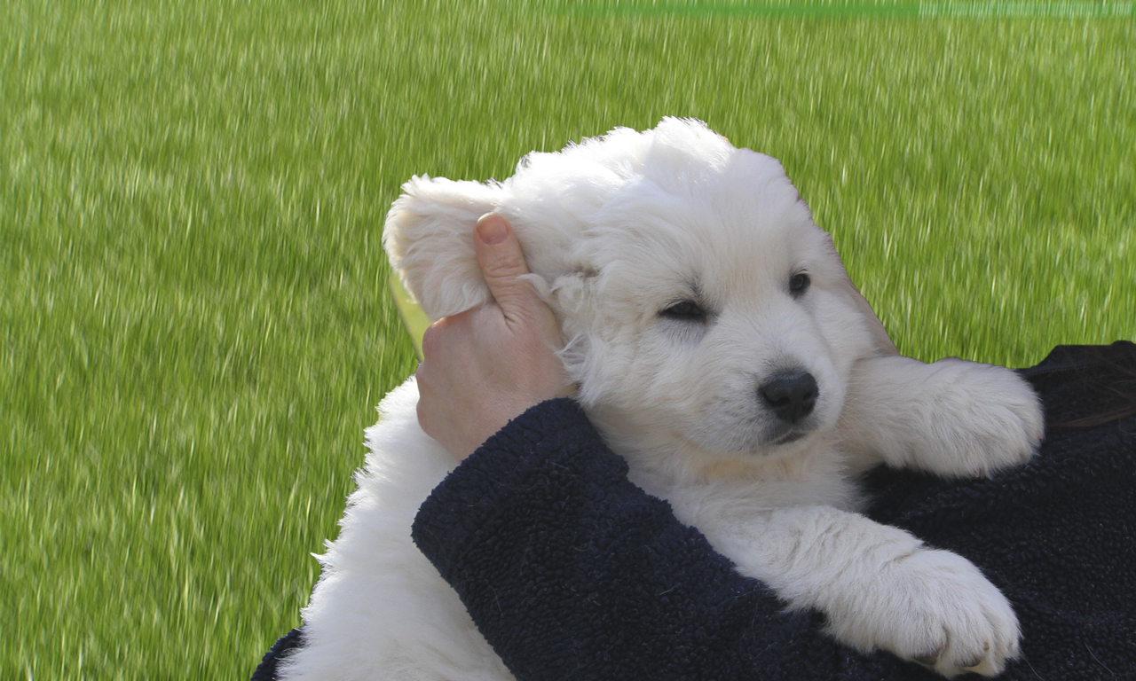 puppymassage
