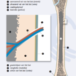 Groeipijnen en massage