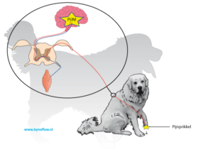 Heeft mijn hond pijn?