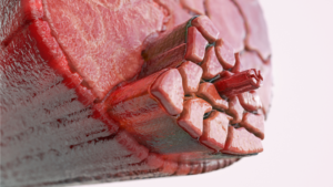 Microscopisch beeld van spierweefsel bij een hond, ter illustratie van de anatomische structuur die betrokken is bij onvrijwillige spiertrillingen.