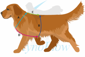 Diagram van een hond met vier meetpunten: A (nek tot schouder), B (schouder tot onderzijde borst), C (schouder tot staartbasis), en D (borstomtrek net achter de voorpoten).