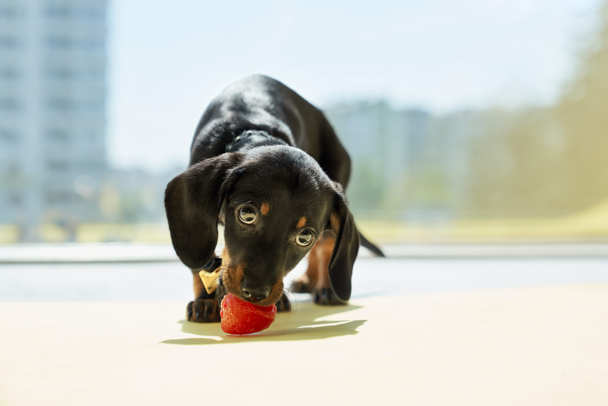 Front view of cute, black, little dachshund puppy standing, eating, biting strawberry, looking down. Funny dog with brown paws and neck wearing collar. Concept of pets having.