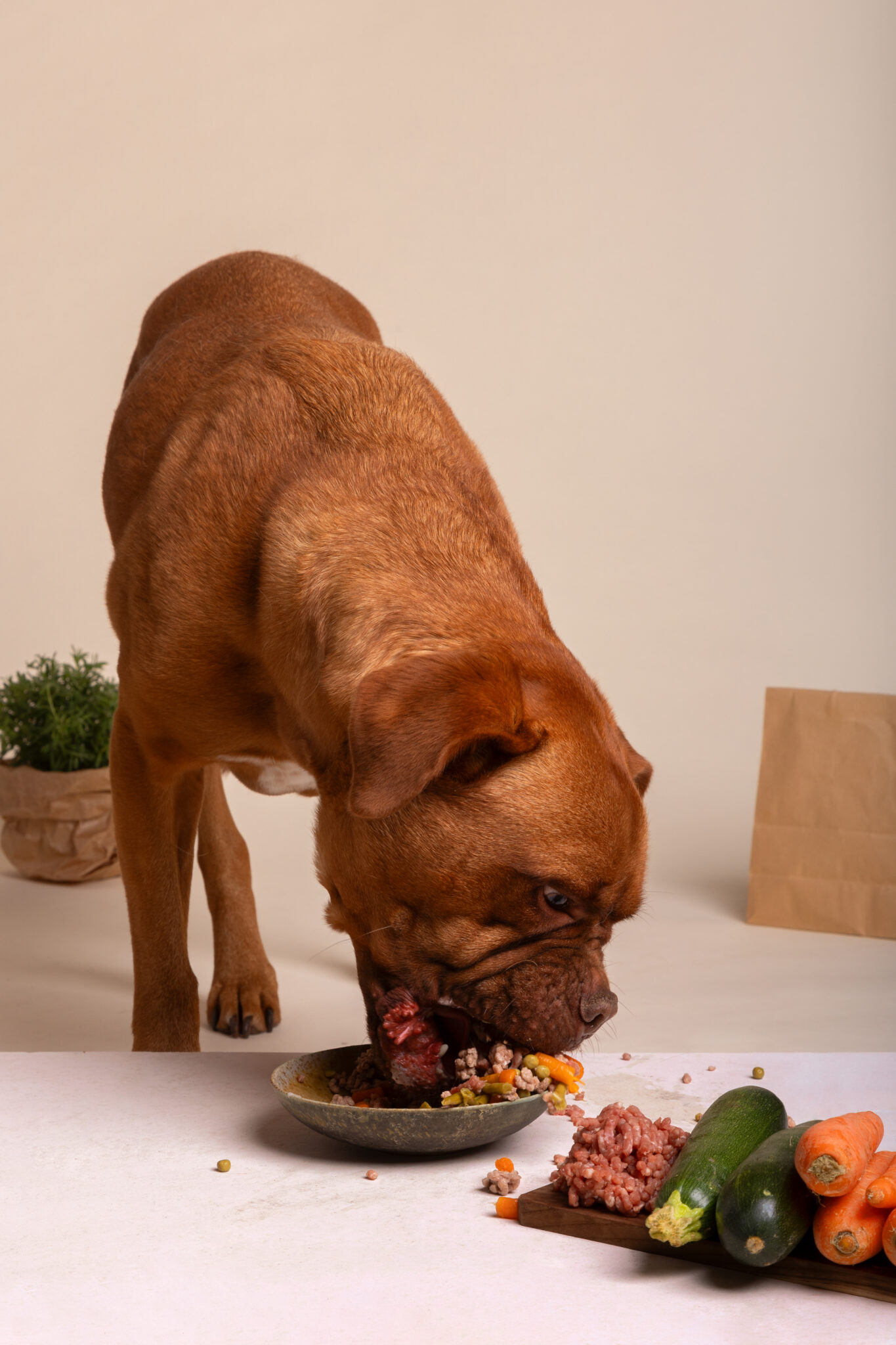 view-adorable-dog-with-bowl-food