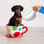 rustgevende thee voor honden - natuurlijk recept bij stress