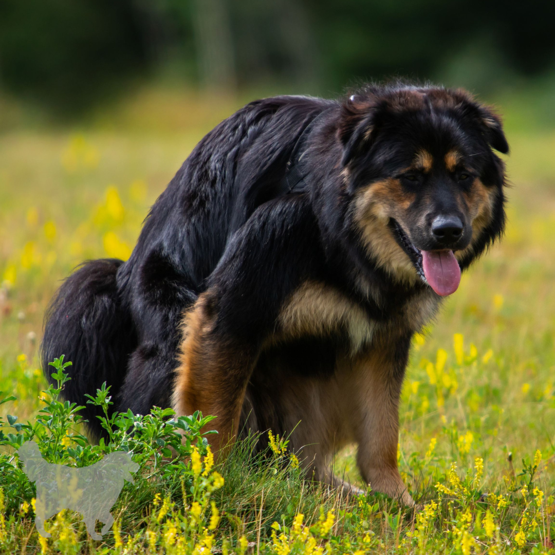 hond poept