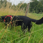 Waarom eet mijn hond gras?