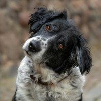 Luca, zwart witte hond