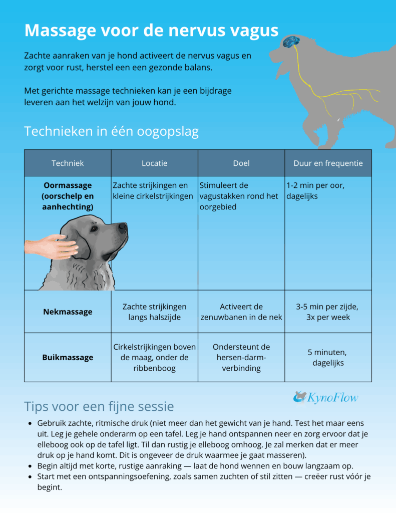 Visuele gids met massagetechnieken voor de nervus vagus bij honden — zachte aanrakingen aan oor, nek en buik stimuleren parasympathische ontspanning volgens principes uit de polyvagaal theorie.