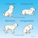 De nervus vagus bij honden: Verbeter het zenuwstelsel van je hond met voeding & massage.