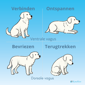 De nervus vagus bij honden: Verbeter het zenuwstelsel van je hond met voeding & massage.