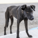 Gastblog – IBD bij honden