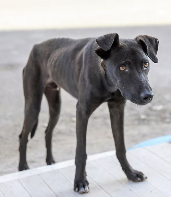 Gastblog – IBD bij honden