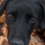 Stress bij honden in het najaar