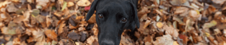 Zwarte hond kijkt gespannen in de camera terwijl hij tussen herfstbladeren staat – visuele metafoor voor stress bij honden in het najaar