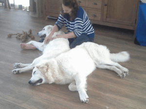 Twee grote witte honden liggen ontspannen op de vloer terwijl hun eigenaar ze rustig aanraakt – voorbeeld van kalmerende massage en verbondenheid bij stressreductie