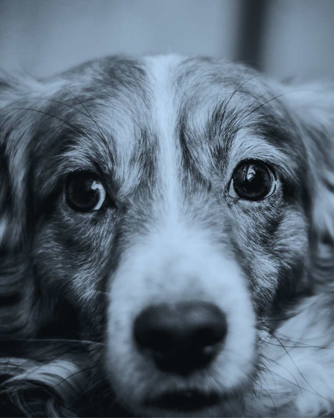 Close-up van een hond met gespannen blik en monochrome filter – visuele metafoor voor subtiele stresssignalen bij honden