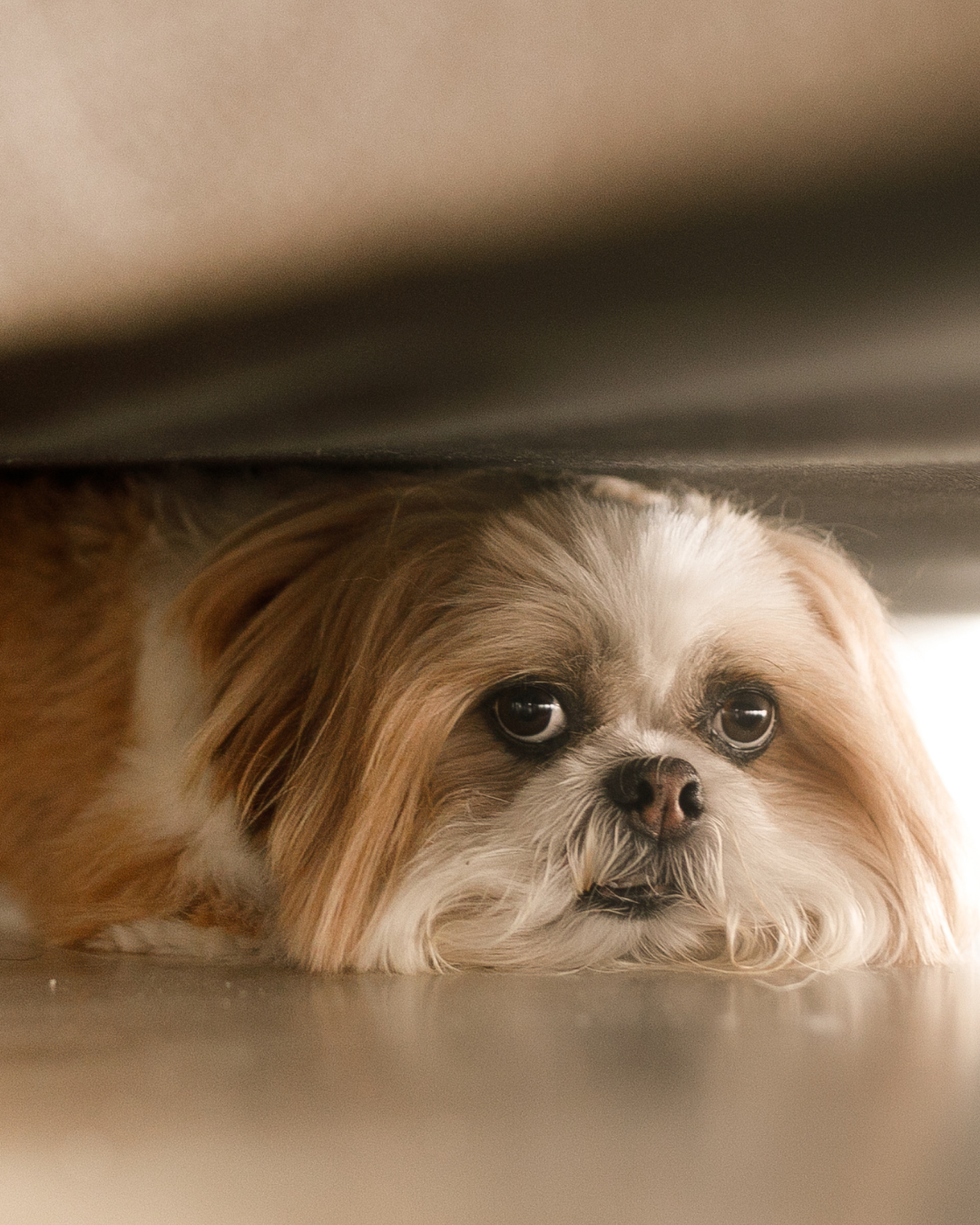 Kleine hond ligt met grote ogen onder een meubel – herkenbaar angstig gedrag bij vuurwerkstress, vooral bij gevoelige rassen