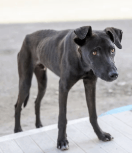 sterk vermagerd hondje